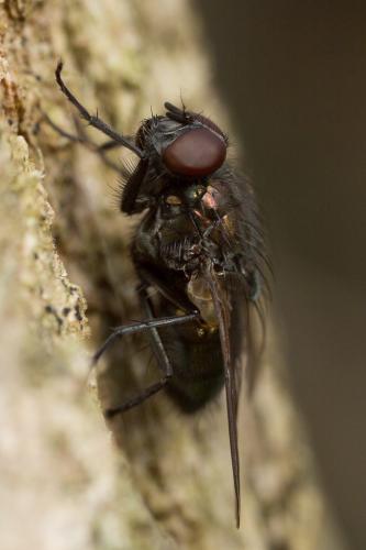 Réf. 249 037 : Eudasyphora cyanella